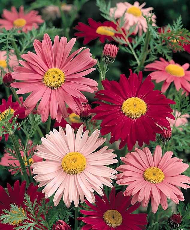 Painted Daisy with vivid pink-magenta petals
